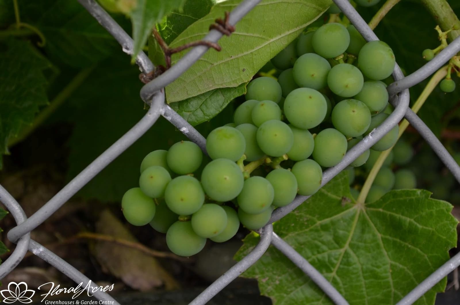 Grape Marquette Floral Acres